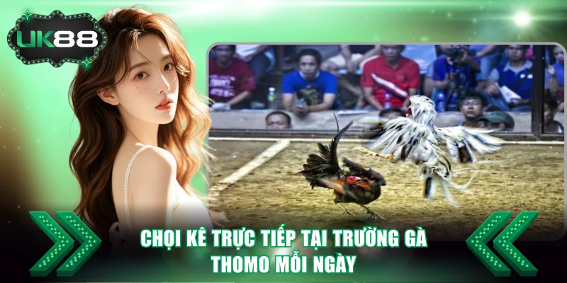 Chọi kê trực tiếp tại trường gà Thomo mỗi ngày