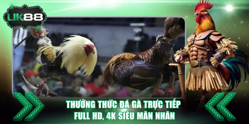 Đá Gà Trực Tiếp