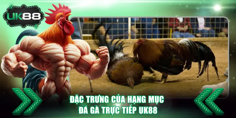Đặc trưng của hạng mục đá gà trực tiếp UK88