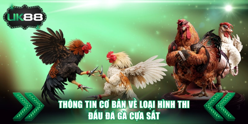 Thông tin cơ bản về loại hình thi đấu đá gà cựa sắt